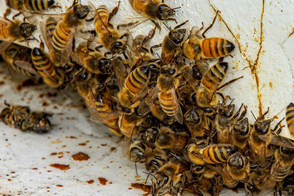 By raising bees in a number of hives on the property, Diamond D Farms can produce honey to sell at the local farmers market.…