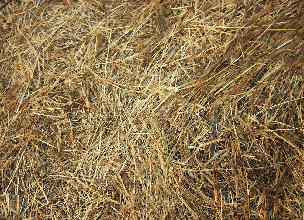 Drought, dry grass