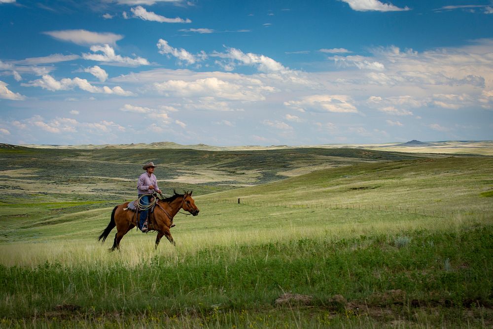 Riding on horseback, Travis Brown, owner of LO Cattle Company, enjoys the healthy grazing pastures and rangeland. Photo…
