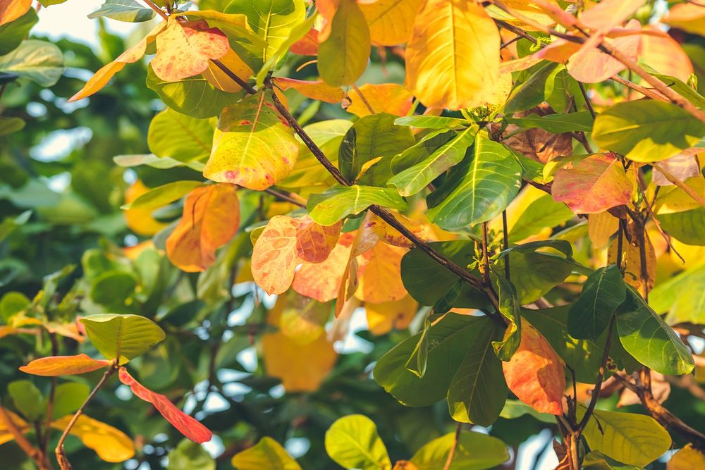 Red, Green Orange Autumn Leaves Background.