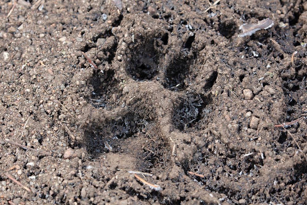 Frozen muddy wolf track. Original public domain image from Flickr