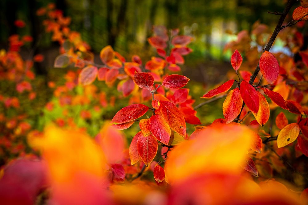 Red and orange autumn leaves background. Free public domain CC0 photo.