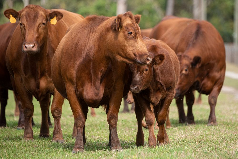 U.S. Department of Agriculture (USDA) Secretary Sonny Perdue (yellow shirt) spend time with the Red Angus cattle at Till…