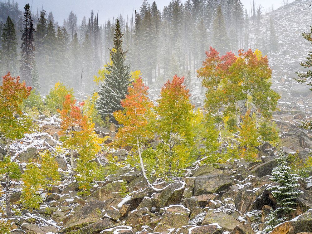 Early fall snow and aspen trees along the Lick Creek Road near McCall, Idaho, in the Payette National Forest on September…