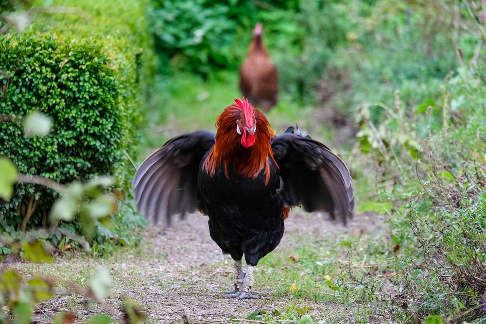 Black Rooster With a Red Crown