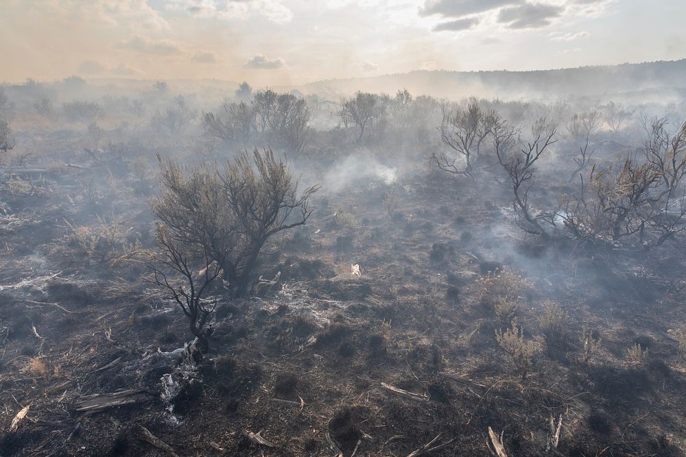 Smoldering sagebrush, Blacklining the Trout Springs Rx Fire. Original public domain image from Flickr