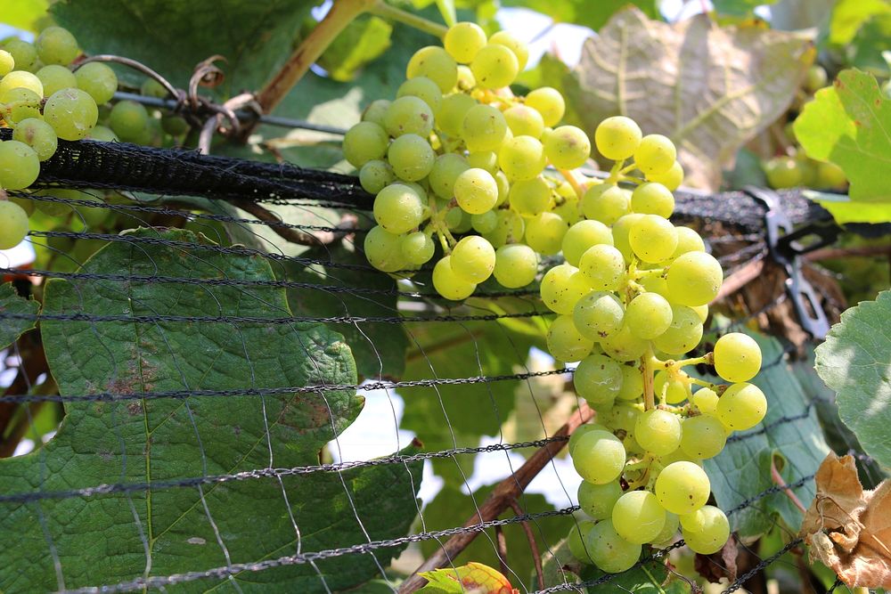 BUNCH WINE GRAPES_green_close up