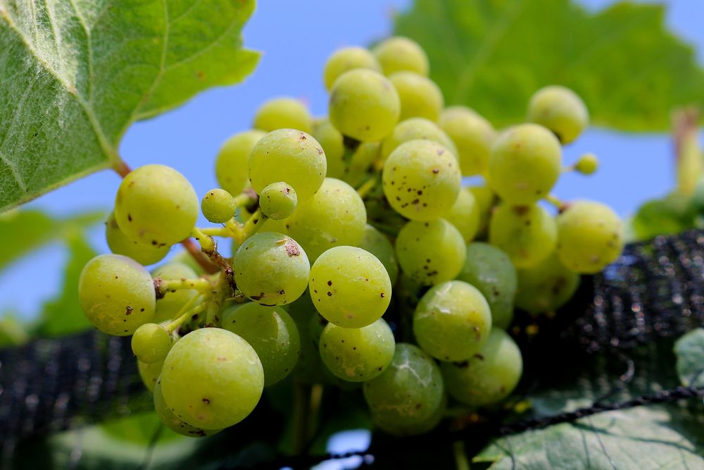 BUNCH WINE GRAPES_green_close up