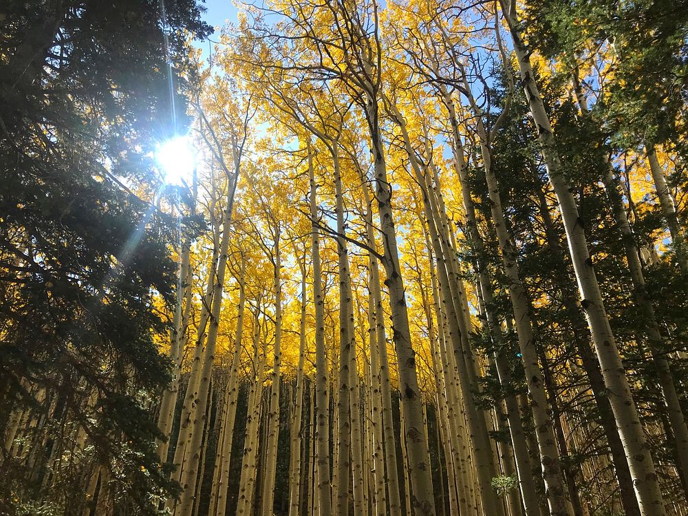 Fall in Lockett MeadowStand of aspen within the Inner Basin of the San Francisco Peaks. Photo take by Brady Smith on 10-14…