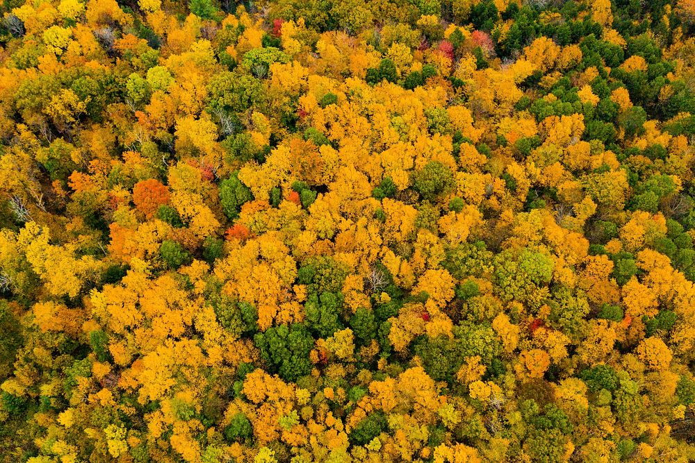 Fall color near Shelburne, Massachusetts, on October 16, 2019. USDA Photo by Lance Cheung. Original public domain image from…