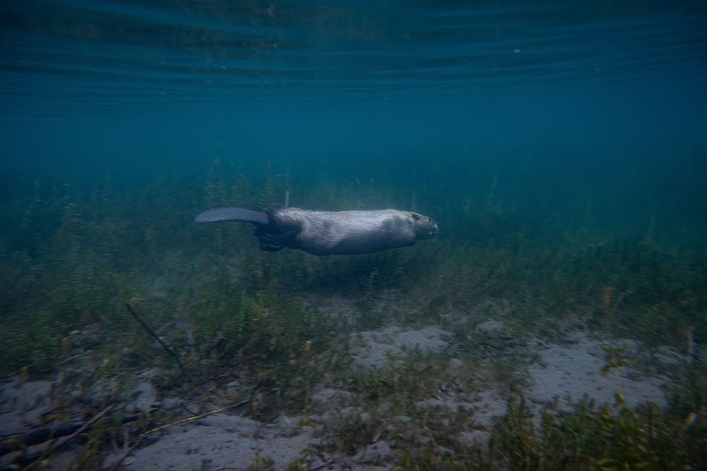 Beaver (Castor canadensis) Underwater. Original public domain image from Flickr