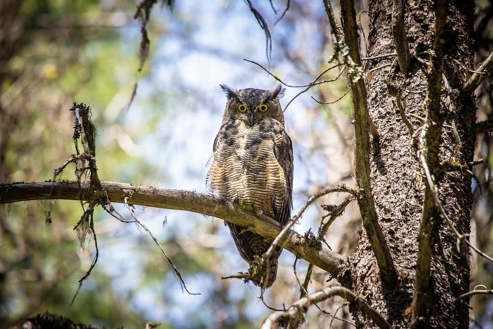 Great Horned Owl (Bubo virginianus). Original public domain image from Flickr
