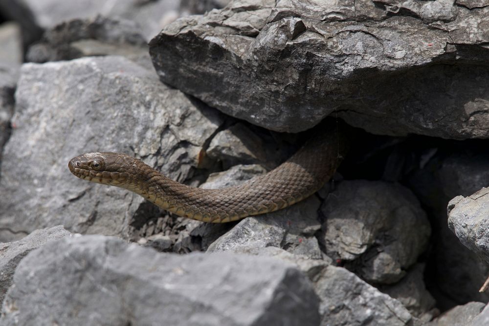Northern Water SnakePhoto by Grayson Smith/USFWS. Original public domain image from Flickr