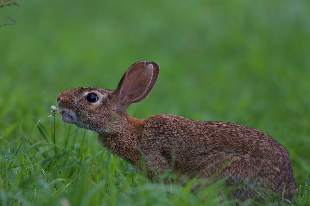 Eastern Cottontail Rabbit. Original public domain image from Flickr