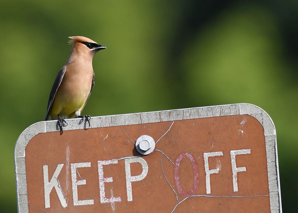 Cedar Waxwing. Original public domain image from Flickr