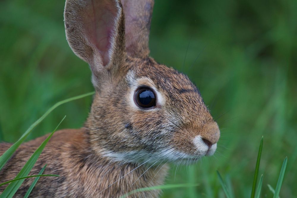 Eastern Cottontail Rabbit. Original public domain image from Flickr