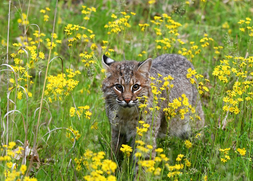 Bobcat. Original public domain image from Flickr