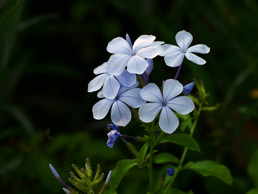blue jasmines.