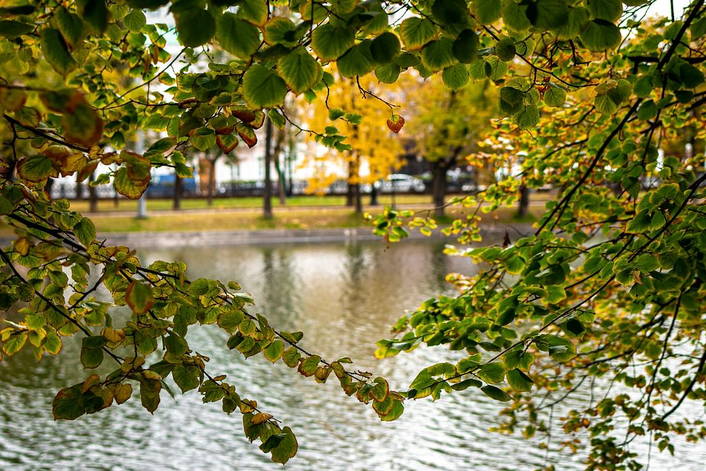 Fall pond in the park, Moscow, Russia.