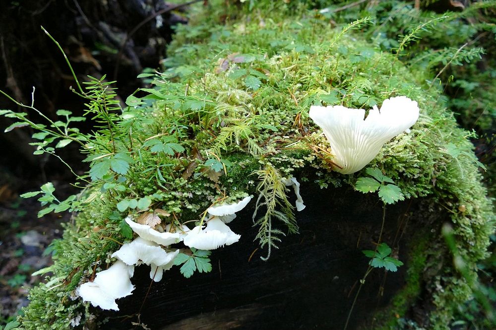 Fungus and moss. Original public domain image from Flickr