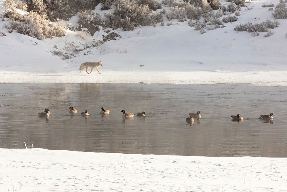 Coyote walks along the Yellowstone River with Canada geese by Jacob W. Frank. Original public domain image from Flickr