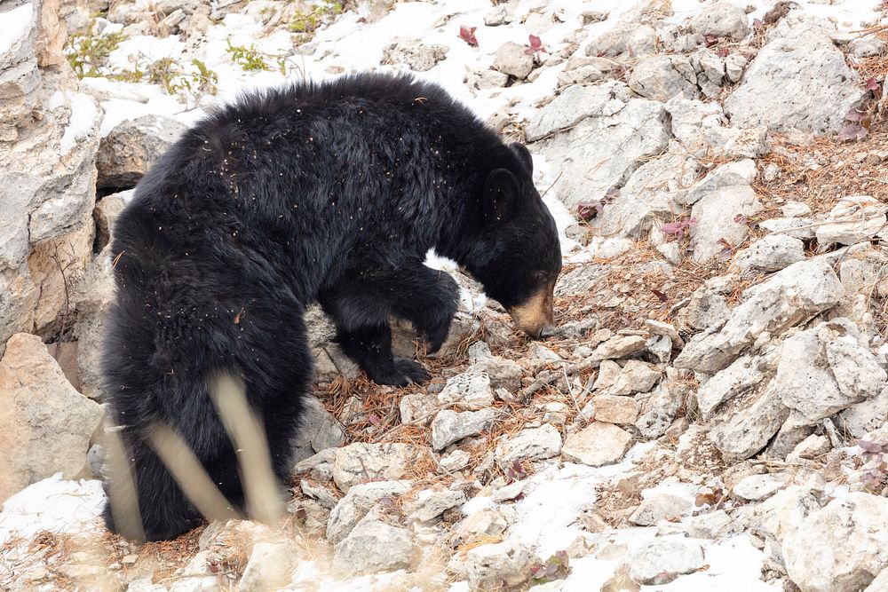 A young black bear searches for food on a talus slope. Original public domain image from Flickr
