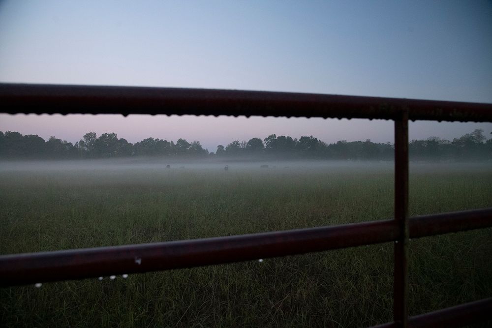 Cattle in the ground fog, before dawn at the Home of the Funnyside Ponies in Carroll County, TN, on Sept 18, 2019. USDA…