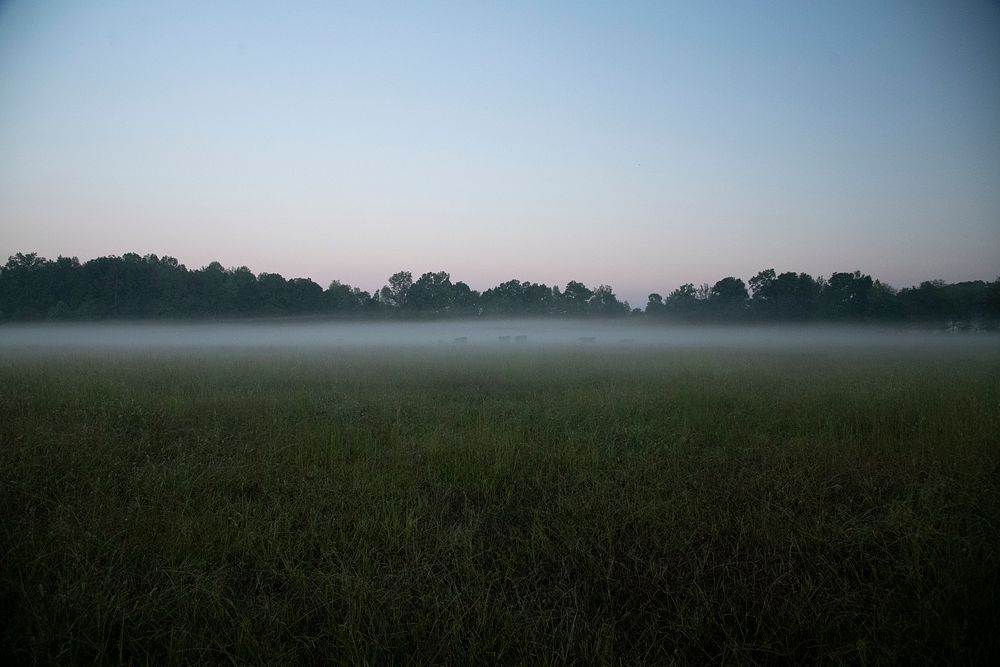 Cattle in the ground fog, before dawn at the Home of the Funnyside Ponies in Carroll County, TN, on Sept 18, 2019. USDA…