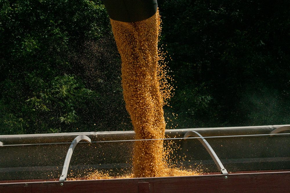 Norwood Farms owners and producers Don and son Grant (seen) Norwood work with U.S. Department of Agriculture (USDA) Farm…