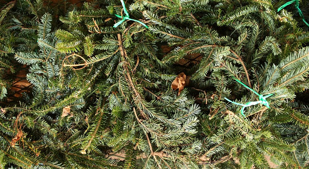 Closeup on pine tree branch. Free public domain CC0 photo.