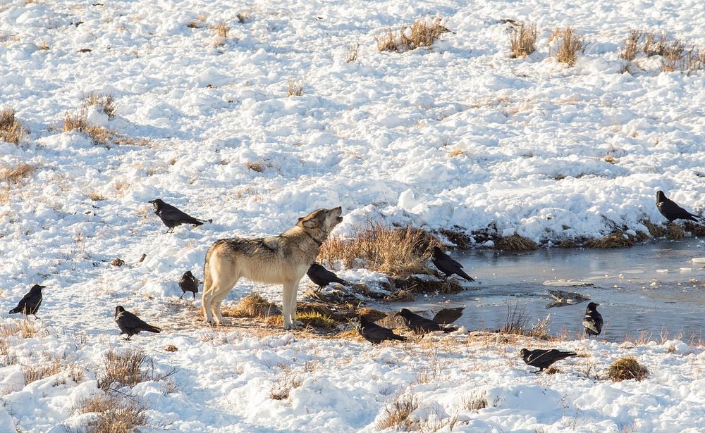 Wolf howling beside snowy pond. Original public domain image from Flickr