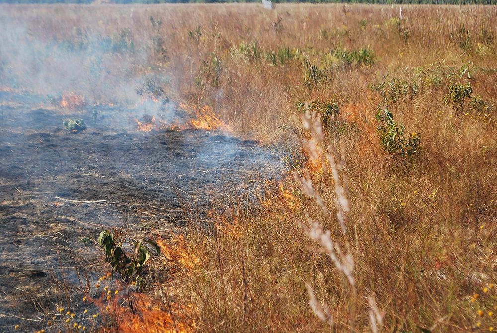 Fire creeps through the grass during the RxCADRE prescribed burns on Eglin Air Force Base in 2012.We acknowledge funding…