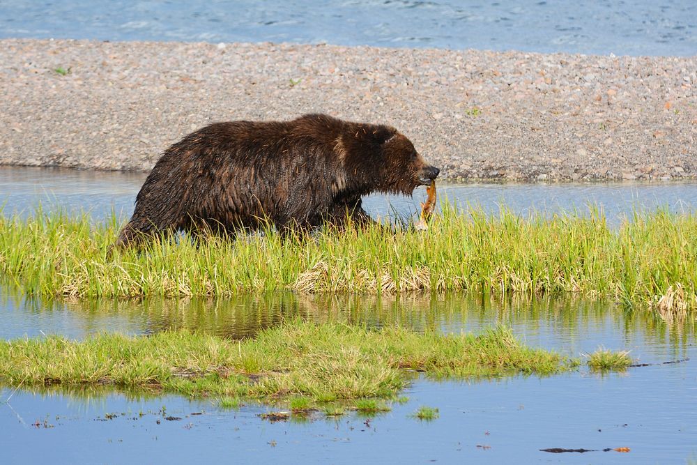 Grizzly bear walks along Yellowstone Lake with a cutthroat trout by Dylan Schneider. Original public domain image from Flickr