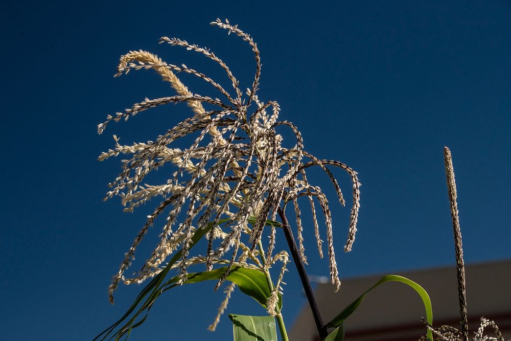 Native corn growing in the Institute of American Indian Arts (IAIA) Demonstration Garden in Santa Fe, NM, on Sept. 11, 2019.