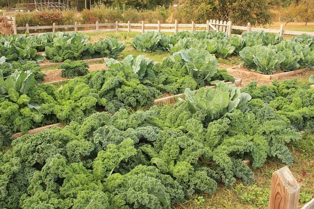 Kale and Cabbage in Raised Garden Beds