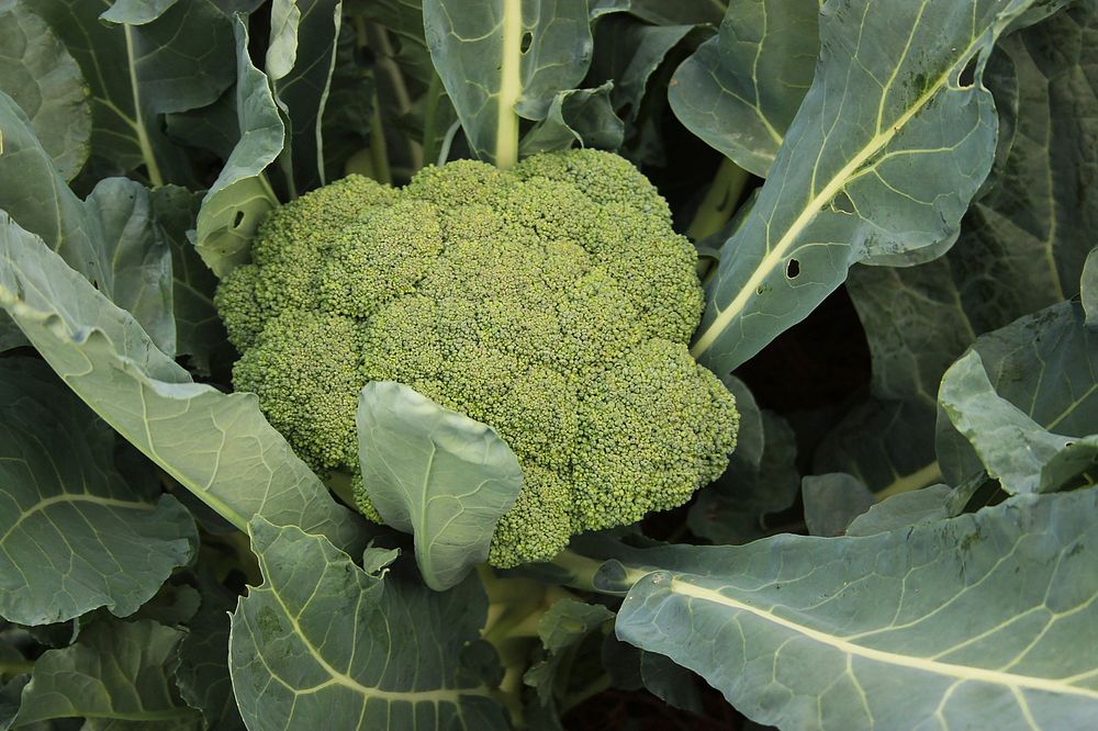 Broccoli_close up