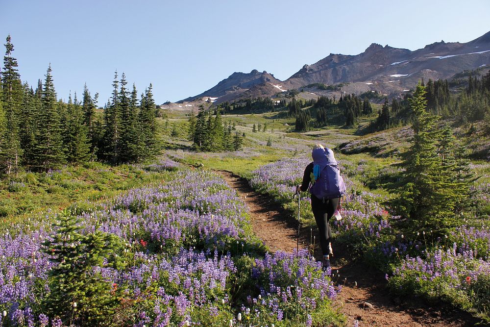 Hiking along the Pacific Crest Trail looking towards Snowgrass Flats, Goat Rocks Wilderness on the Gifford Pinchot National…