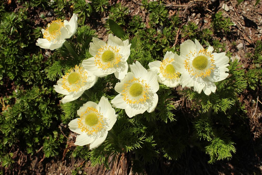 Anemone occidentalis (Western Pasqueflower) near Chinook Pass, along the Pacific Crest Trail on the Okanogan-Wenatchee…