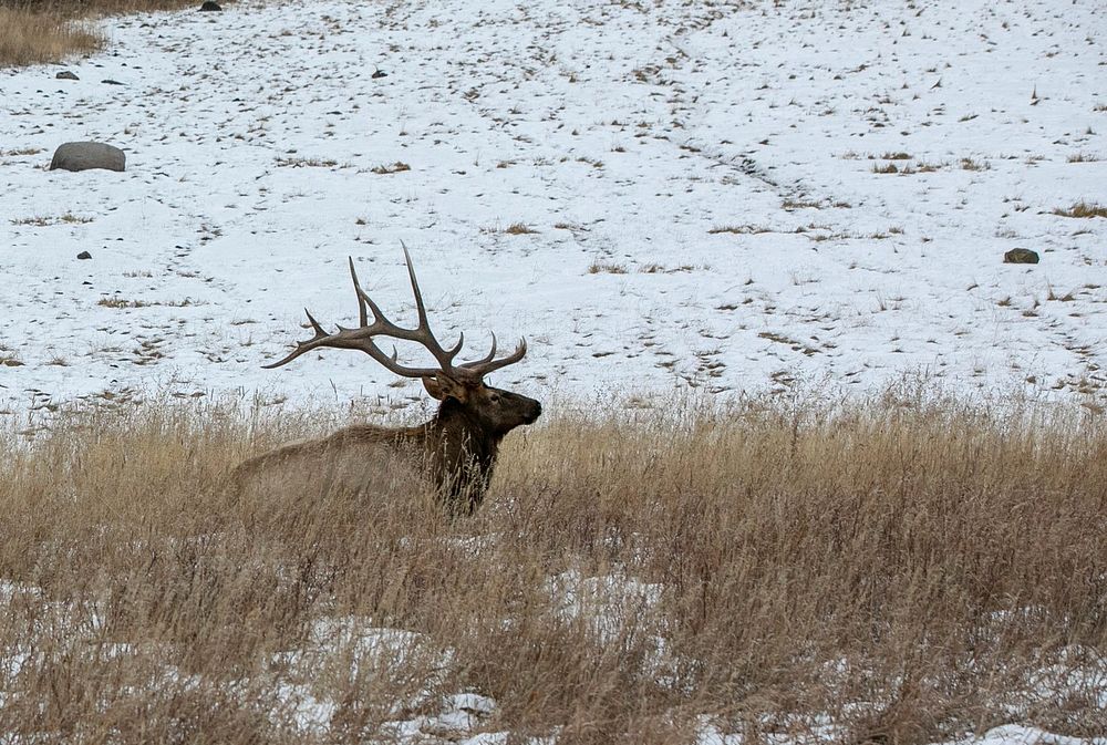 Bull elk near Phantom Lake by Diane Renkin. Original public domain image from Flickr