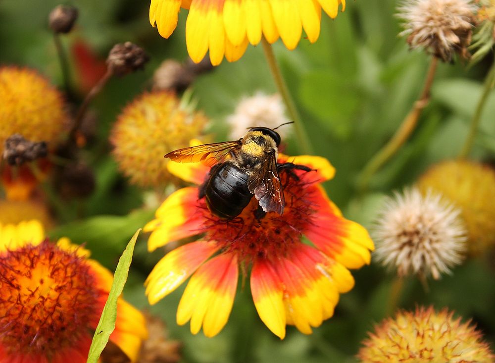 Carpenter Bee on Gaillardia Flowers