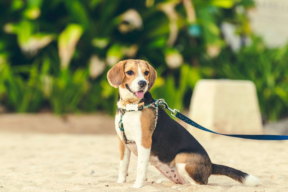 Cute female beagle dog on the beach of Bali island, Indonesia.