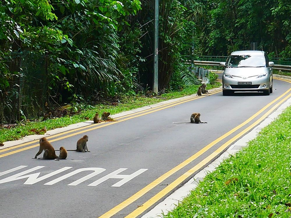 Thomson nature park - monkeys are king here.