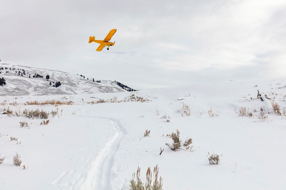 Wolf crew member flying in Lamar Valley by Jacob W. Frank. Original public domain image from Flickr