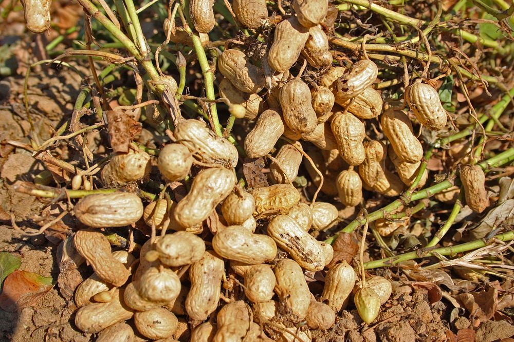 Peanut Plant Harvest