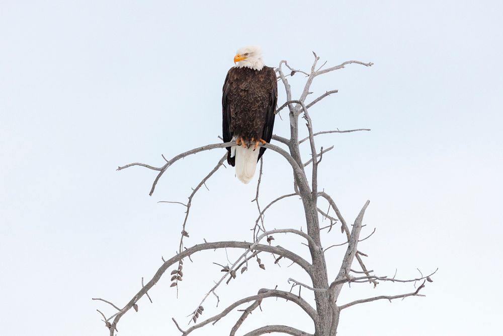Bald Eagle Perched along the Yellowstone River by Jacob W. Frank. Original public domain image from Flickr