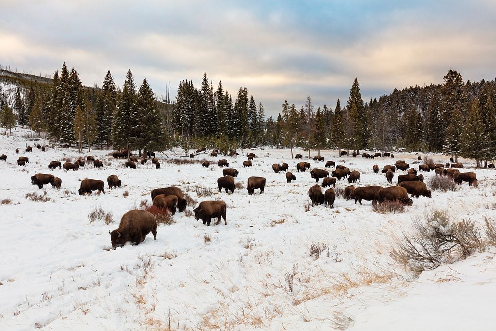 Group of bison feeding in the snow near Wraith Falls Trailheadby Jacob W. Frank. Original public domain image from Flickr