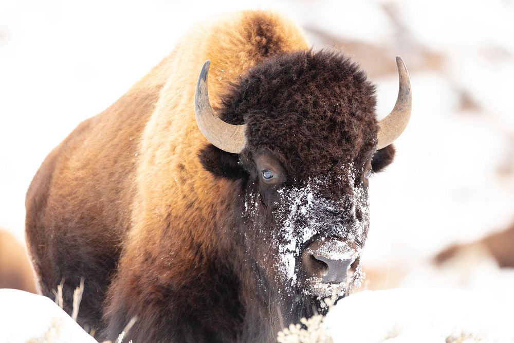 Bison face with snow after feeding. Original public domain image from Flickr