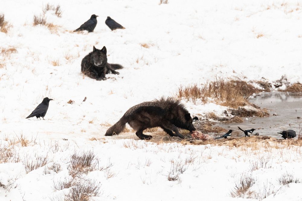 Wolf feed on a bison carcass at Blacktail Ponds by Jacob W. Frank. Original public domain image from Flickr