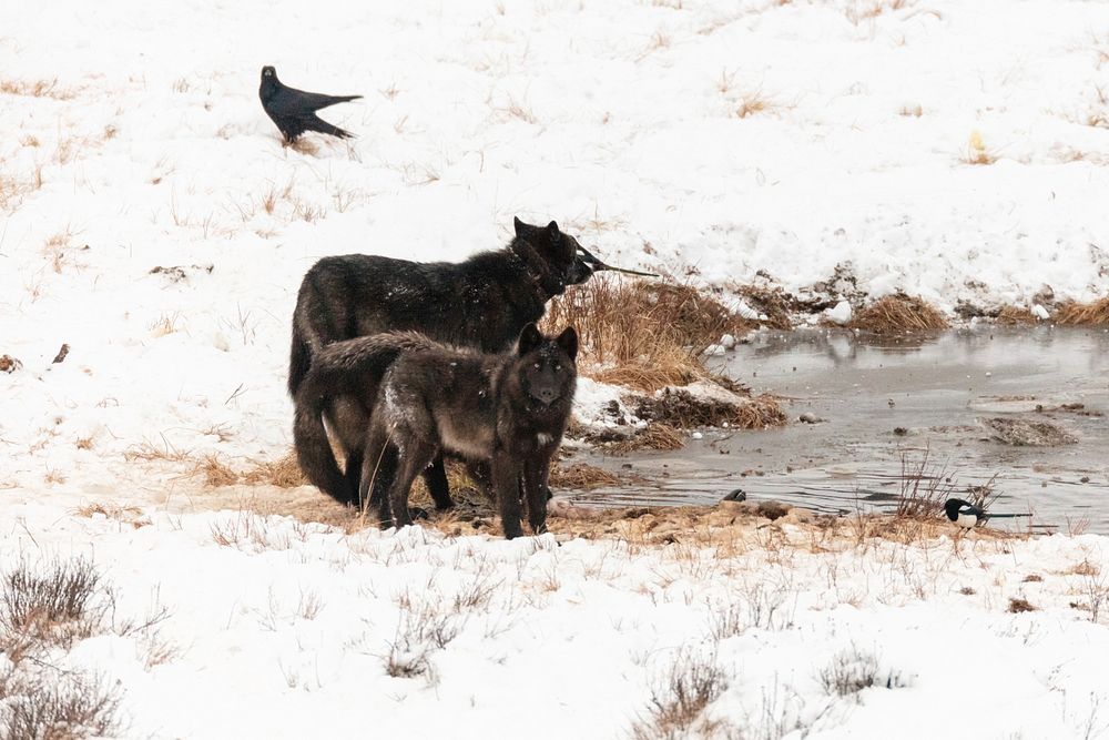 Wolves feed on a bison carcass at Blacktail Ponds by Jacob W. Frank. Original public domain image from Flickr