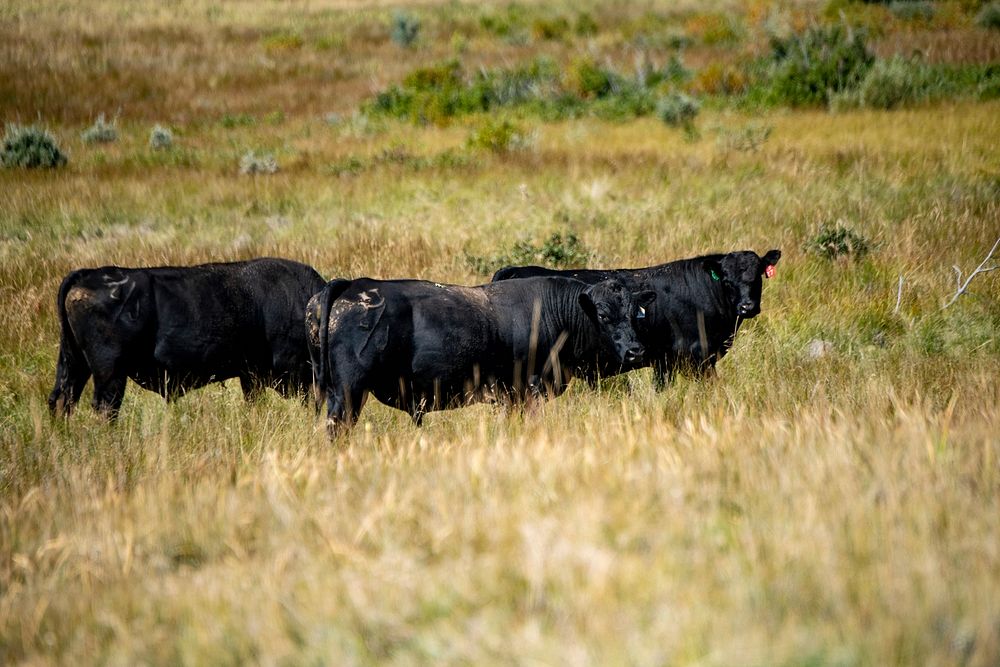 Cattle at Sauerbier Ranches LLC, where producer Dan Doornbos (vest) and son-in-law ranch operator Ryan Ellis, were able to…